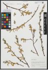 Foto von Salix alba L.